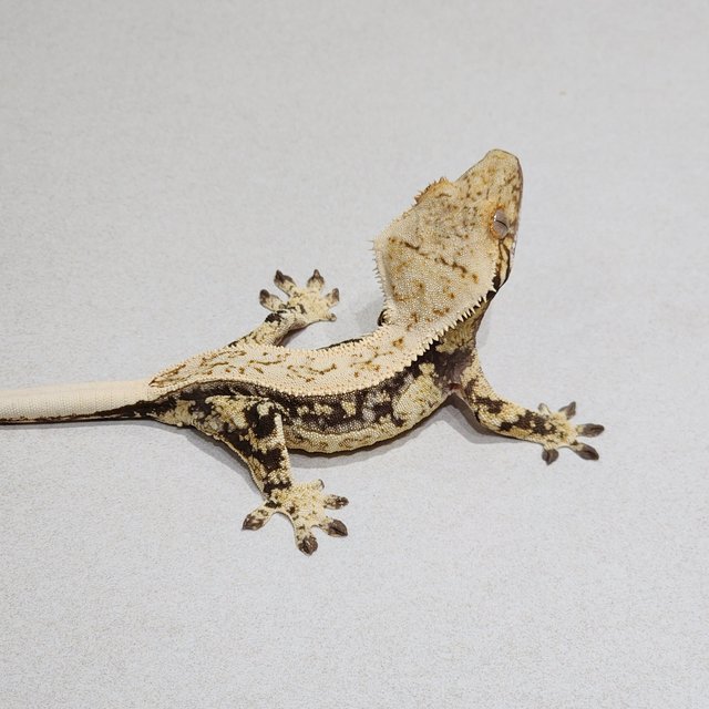 Full Pinstripe Drippy Quad White Spot