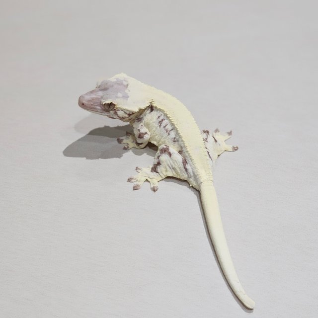 Solid Back Frappuccino