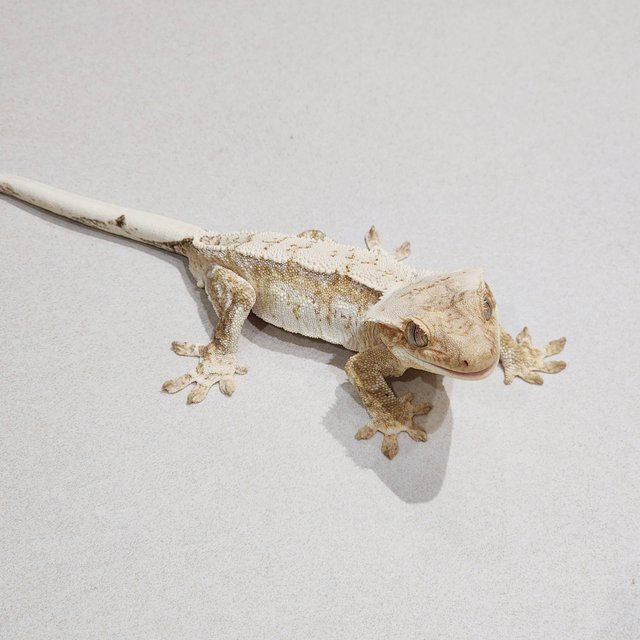 Cream White Spot Drippy