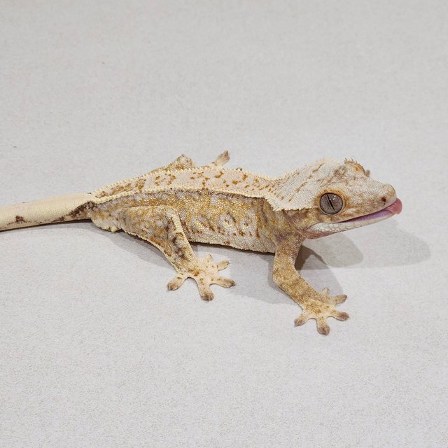 Drippy Tri Extreme Harlequin White Spot