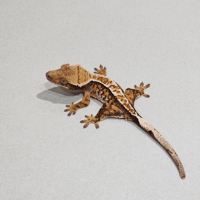 화이트핀 트라이 익스트림할리퀸