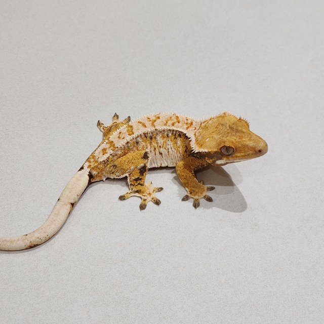 White Crown Tri Extreme Harlequin White Spot