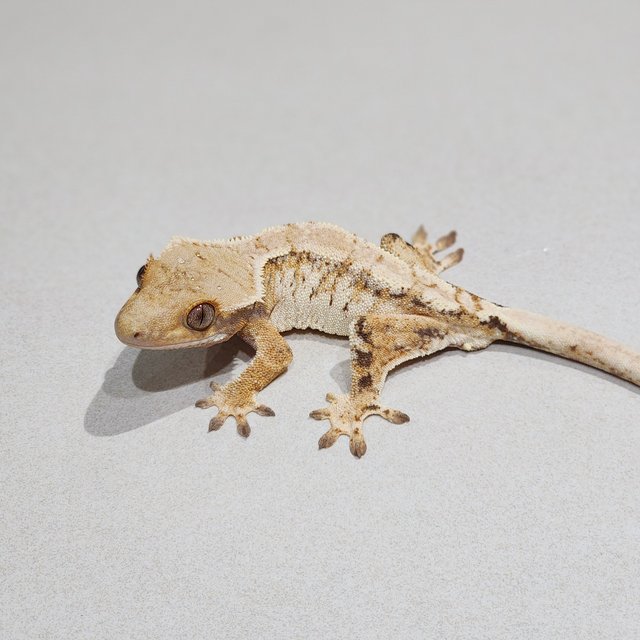 Tri White Spot Extreme Harlequin White Crown