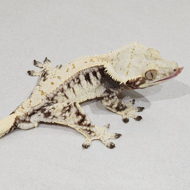 Drippy White Spot Zengex