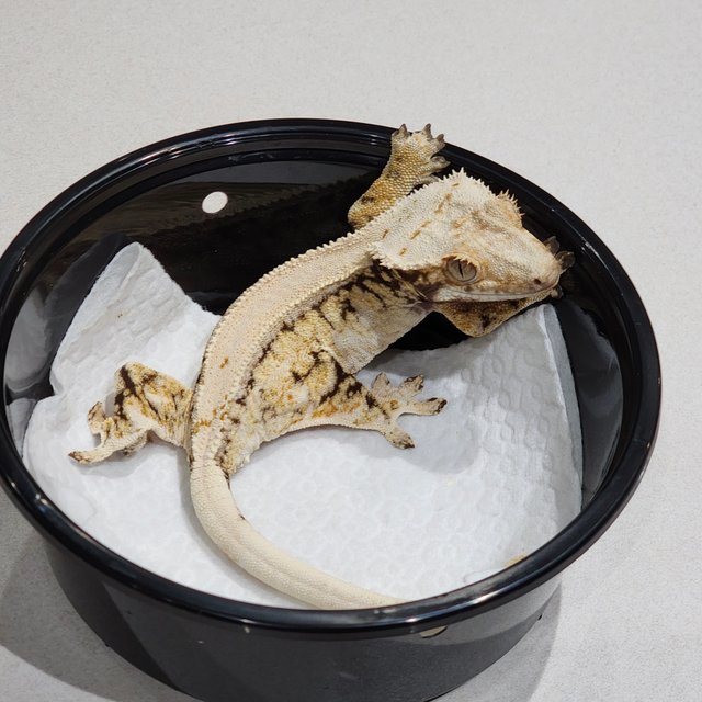 드리피 화이트스팟 솔리드백