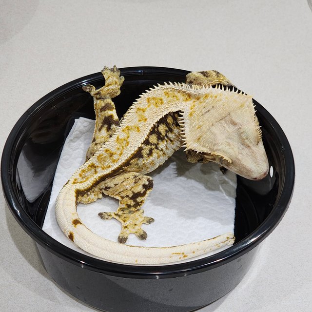 풀핀 화이트크라운 드리피 쿼드 화이트스팟 트라이