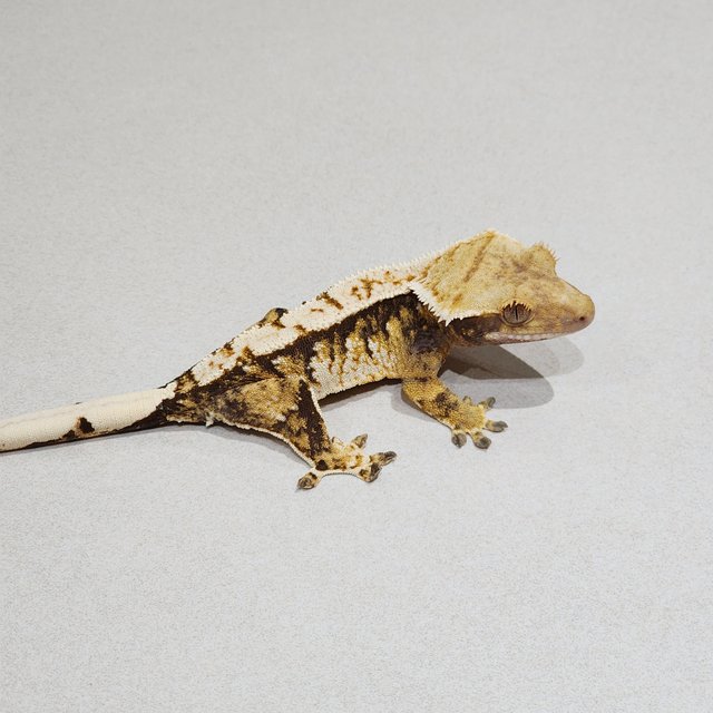 Extreme Harlequin White Crown Tri