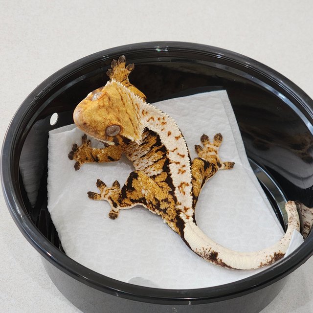 화이트크라운 화이트핀 화이트스팟 트라이 익스트림할리퀸