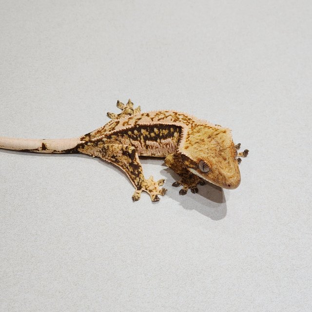 White Crown White Spot Quad