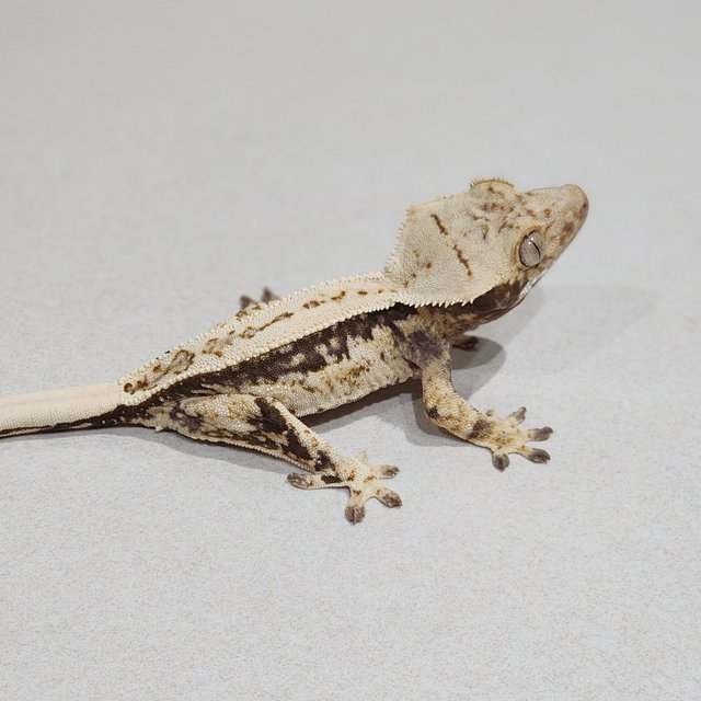 Full Pinstripe Drippy Quad White Spot