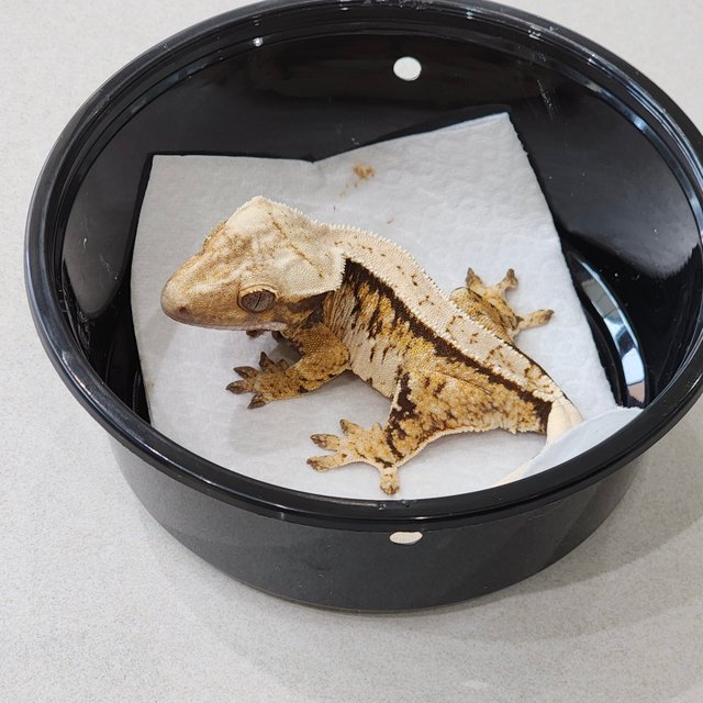 White Spot Extreme Harlequin Tri