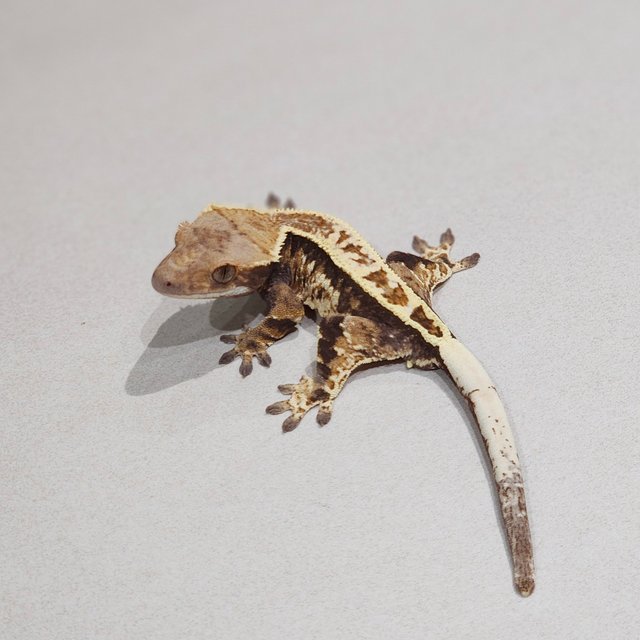 Cappuccino White Pin