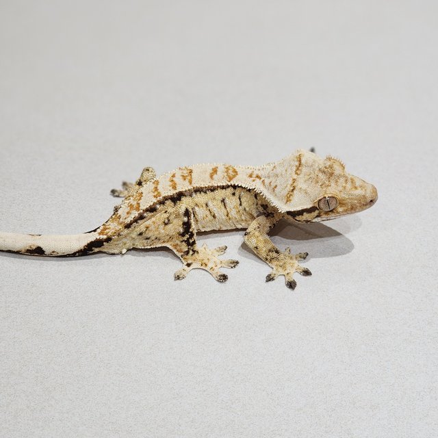 Tri Drippy White Spot