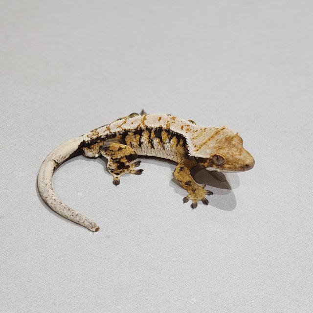 White Pin Drippy Extreme Harlequin Tri