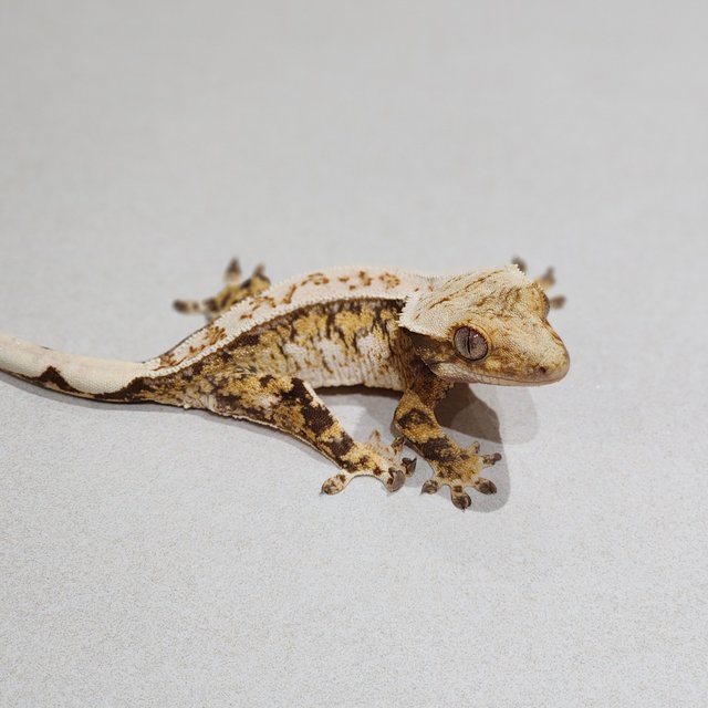 Drippy Tri White Spot Extreme Harlequin