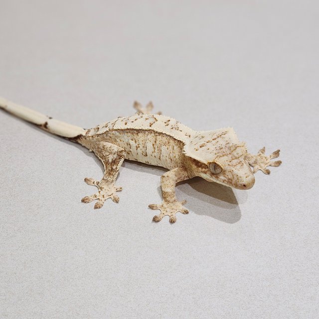 Cream Drippy White Spot