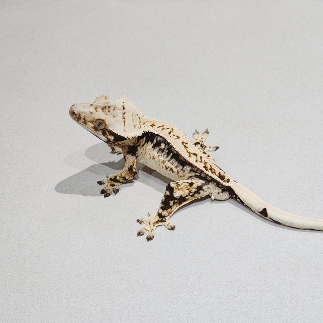 Drippy White Spot Full Pinstripe