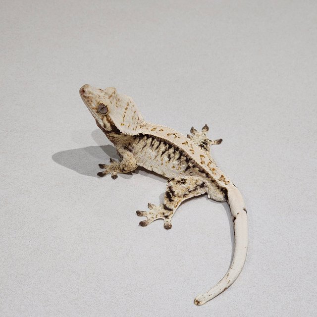 드리피 화이트스팟 풀핀