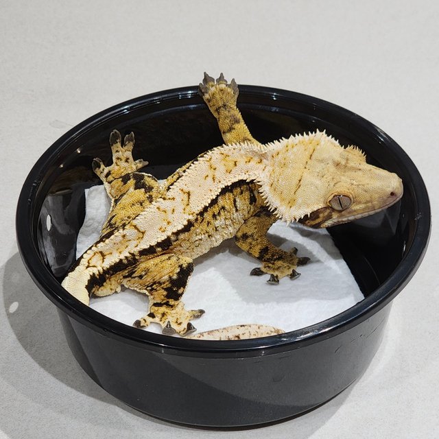 Extreme Harlequin White Spot Tri White Pin