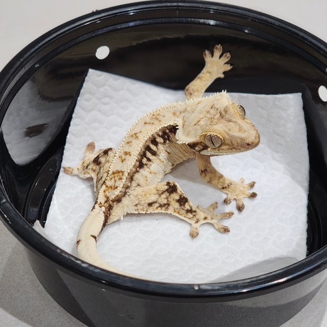 Drippy White Spot White Crown