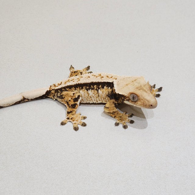 Extreme Harlequin White Spot Tri