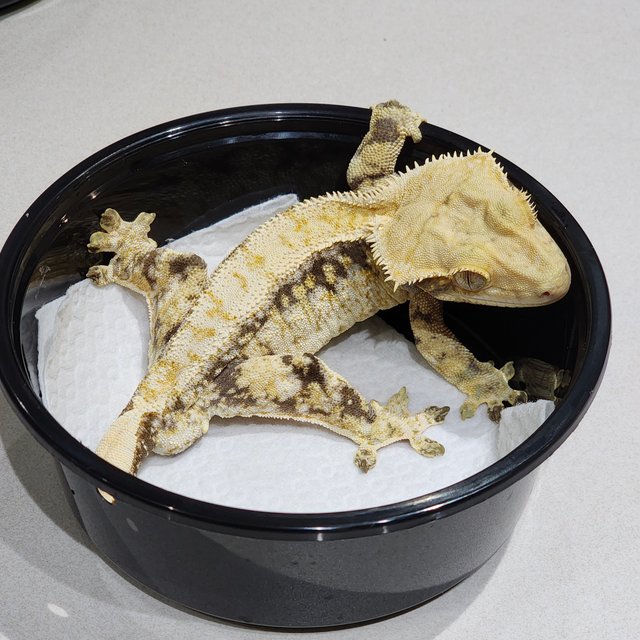 드리피 트라이 익스트림할리퀸 화이트스팟 화이트크라운