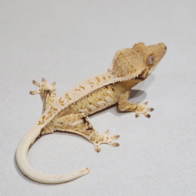 White Crown Extreme Harlequin Tri Full Pinstripe