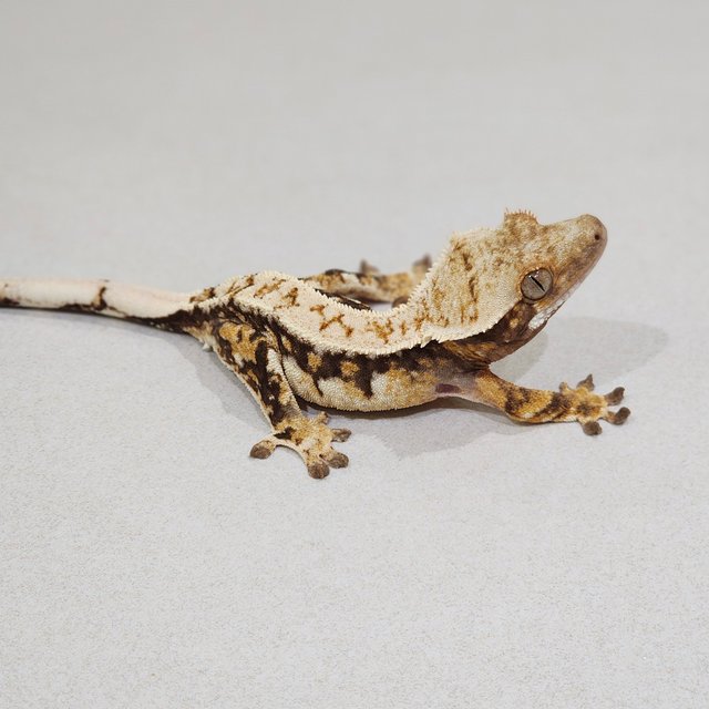 Drippy Tri Extreme Harlequin White Spot