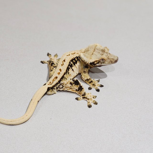 Extreme Harlequin White Pin Full Pinstripe Zengex Tri