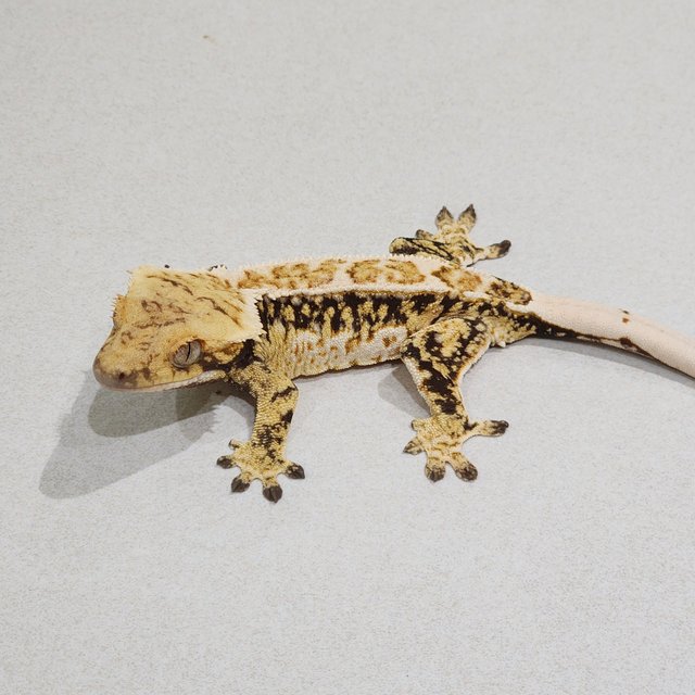 White Crown White Pin Tri Drippy White Spot