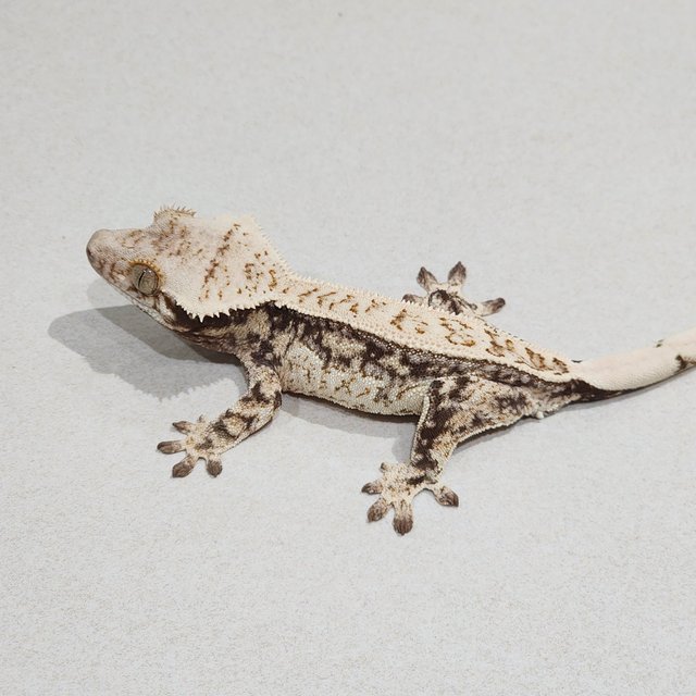 Full Pinstripe Drippy Quad White Spot
