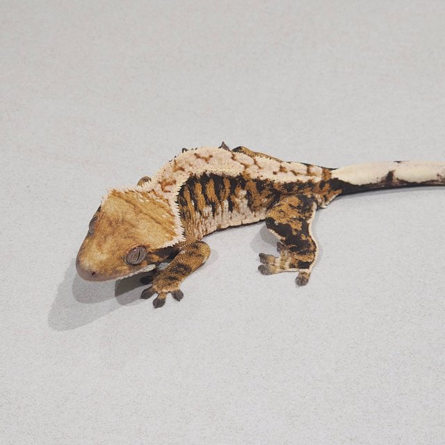 Extreme Harlequin Tri White Pin