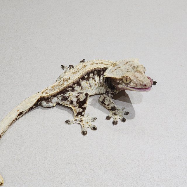 White Spot Zengex Full Pinstripe Drippy