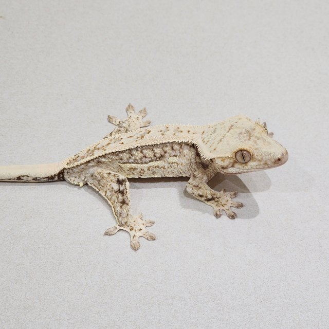 Quad Drippy White Spot