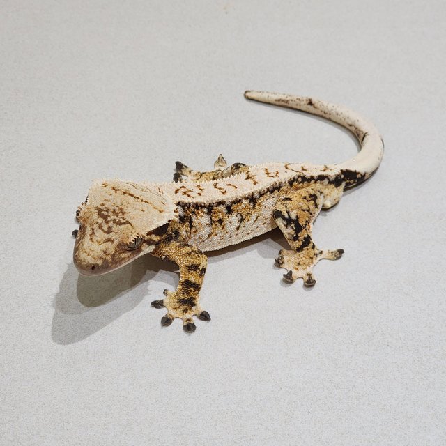Tri White Crown Extreme Harlequin Drippy White Spot