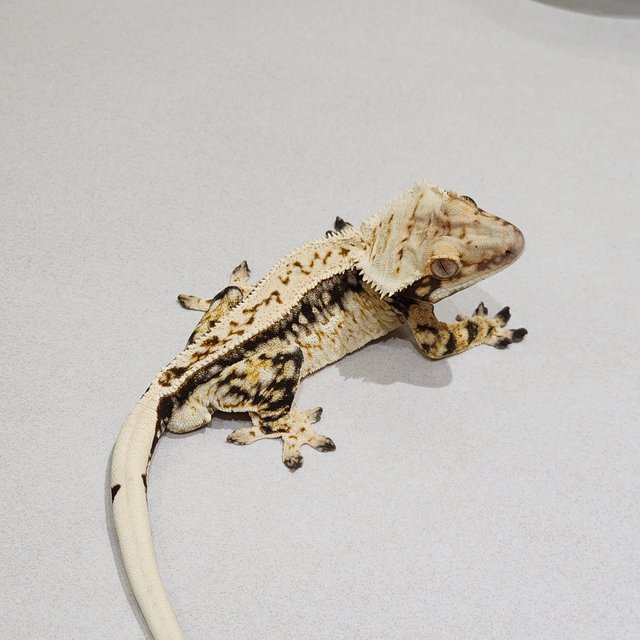 Drippy White Spot Full Pinstripe