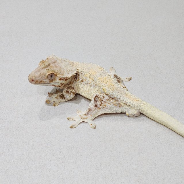 Lilly White Solid Back