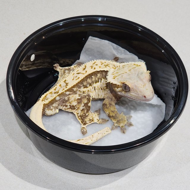 화이트크라운 풀핀 쿼드