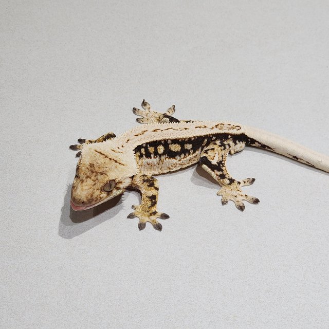 풀핀 드리피 화이트스팟