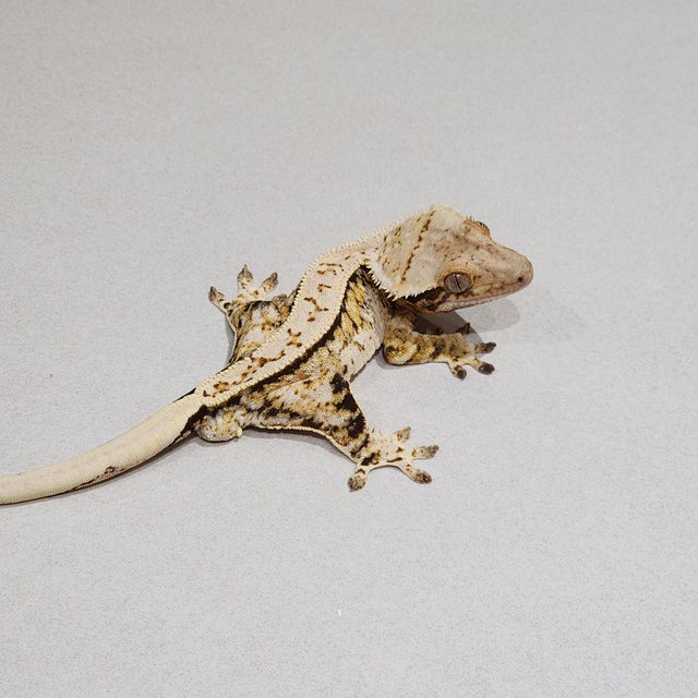 Extreme Harlequin Tri Full Pinstripe