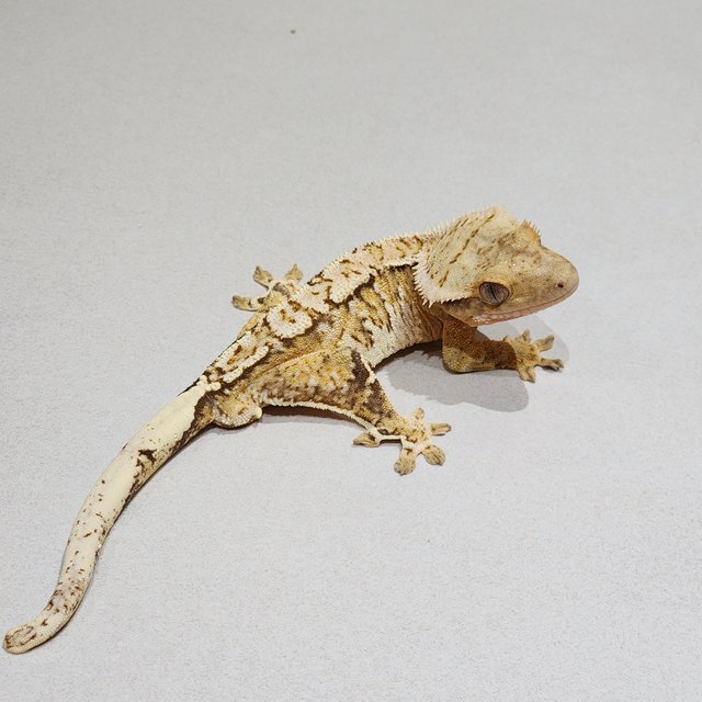 White Crown Brindle White Spot