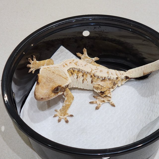 Drippy Tri Extreme Harlequin White Spot White Pin White Crown