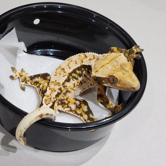 White Crown Tri Extreme Harlequin White Spot