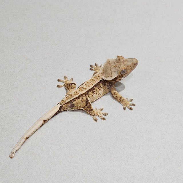 화이트스팟 트라이 익스트림할리퀸