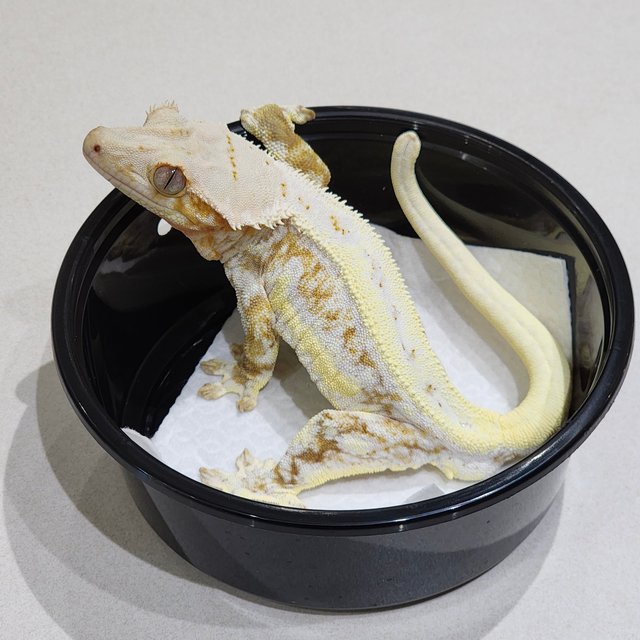 크림 릴리화이트