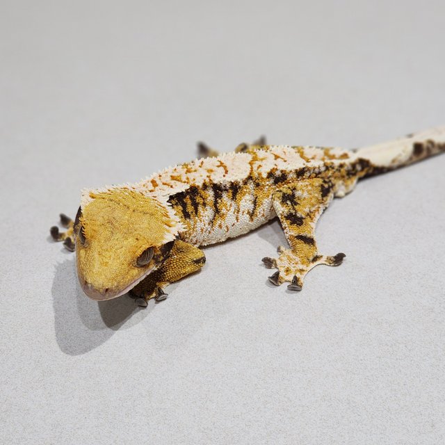 White Crown Tri Extreme Harlequin White Spot