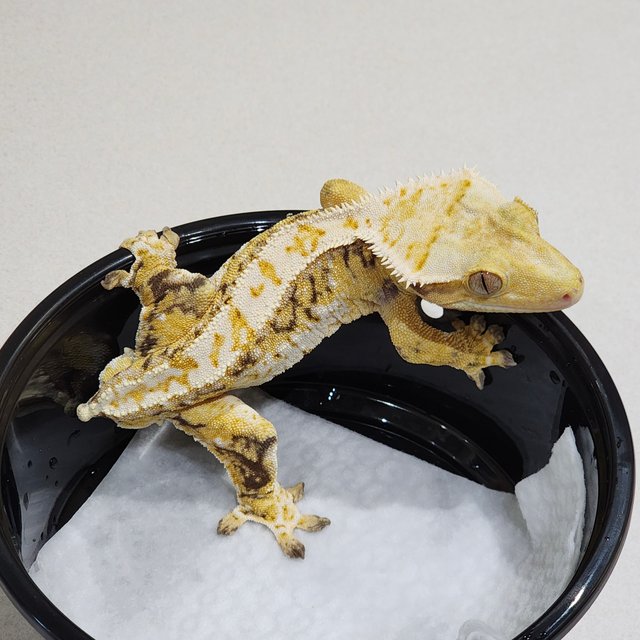 화이트크라운 드리피 트라이 익스트림할리퀸