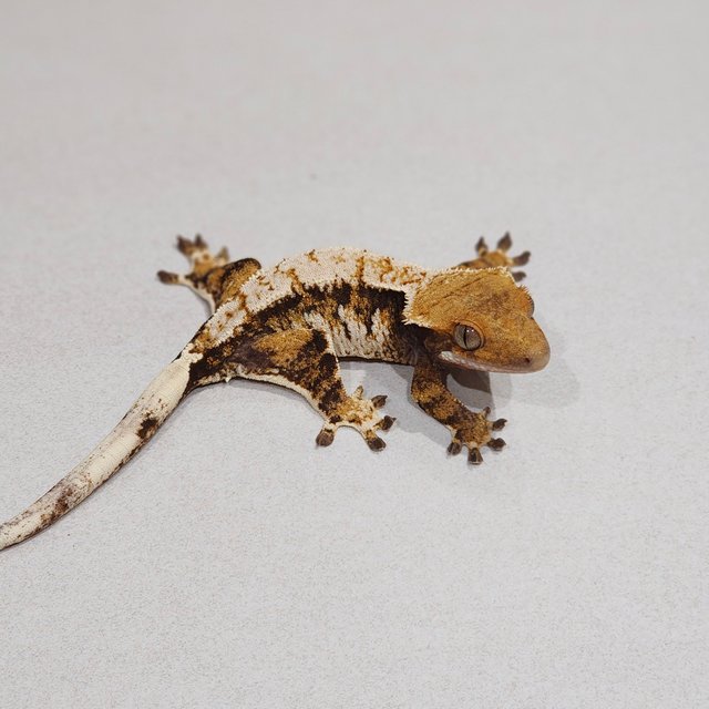 화이트핀 화이트스팟 트라이 익스트림할리퀸