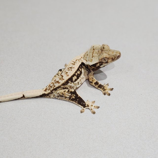 Drippy Quad White Spot White Pin