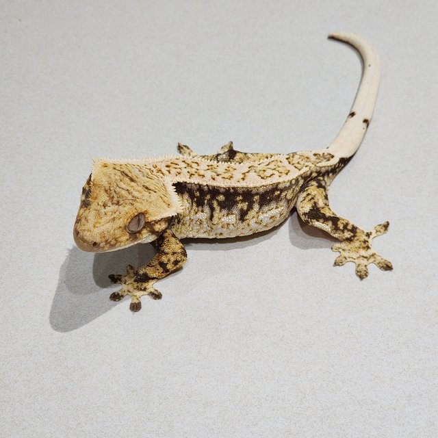 White Crown White Spot Drippy Quad